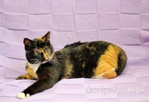 Кошка Василиса приют Беригиня