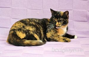 Кошка Василиса приют Беригиня