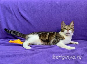 Кошка Вевея приют Беригиня