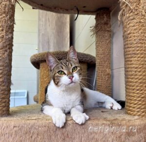 Кошка Вевея приют Беригиня