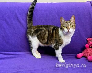 Кошка Вевея приют Беригиня