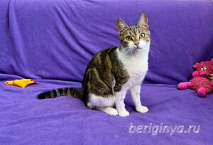 Кошка Вевея приют Беригиня