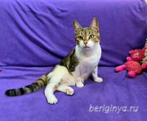 Кошка Вевея приют Беригиня