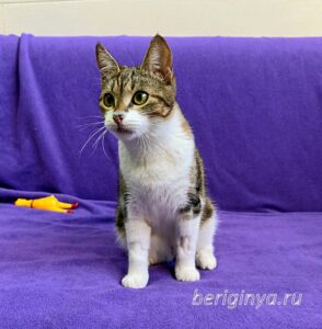 Кошка Вевея приют Беригиня