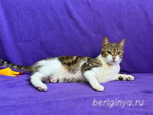 Кошка Вевея приют Беригиня
