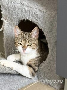 Кошка Вевея приют Беригиня