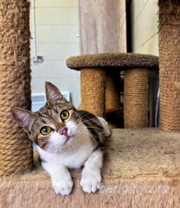 Кошка Вевея приют Беригиня