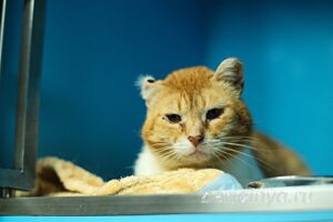Кошка Янтарь приют Беригиня