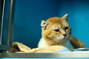 Кошка Янтарь приют Беригиня