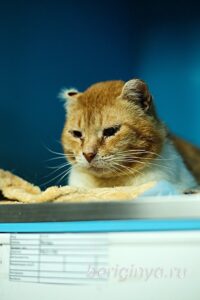 Кошка Янтарь приют Беригиня