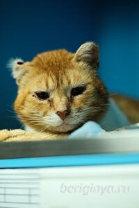 Кошка Янтарь приют Беригиня