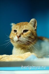 Кошка Янтарь приют Беригиня