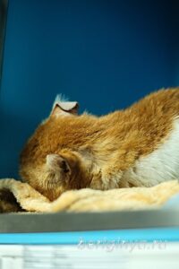 Кошка Янтарь приют Беригиня